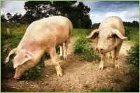 Schweine fühlen sich am wohlsten, wenn sie genügend Auslauf haben.