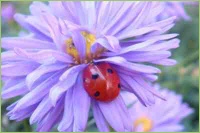 Schädlinge im Garten