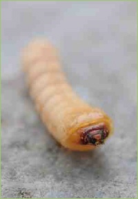 Raupen als Schädlinge im Garten