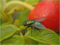 Fliegende Insekten im Garten