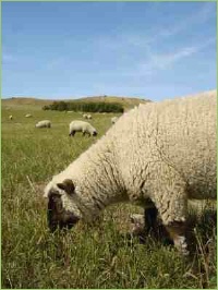 Schafe auf der Wiese