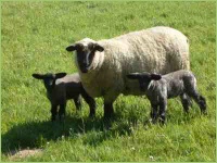 Aufzucht von Schafen