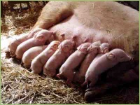 Aufzucht von Schweinen