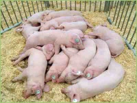 Ferkel beim Schlafen