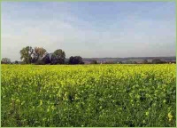 Anbau von Senf als Gründünger