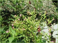 Tabakanbau auch im Garten