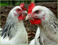 Tierzucht auf dem Bauernhof