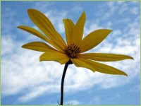 Topinambur blüht sehr schön