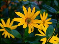 Topinambur anbauen und ernten