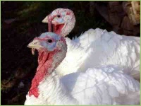 Truthühner auf dem Bauernhof