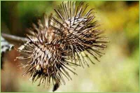 Disteln auf dem Acker