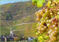 Wein kurz vor der Ernte