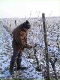Winterschnitt bei Wein
