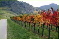 Anzucht der Spalierrebe