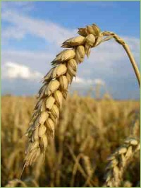 Erträge Weizen
