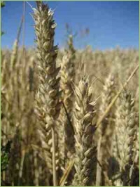 Gesunder Getreidebestand durch Pflanzenschutz