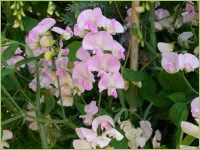 Wicken haben eine sehr schöne Blüte