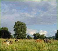 Wiesenbau auf dem Bauernhof