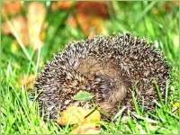Auch Igel sind in den Wiesen anzutreffen