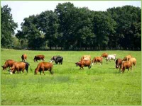 Wiesen neu anlegen um gutes Futter zu gewinnen