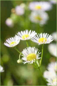 Wiesen düngen ist wichtig