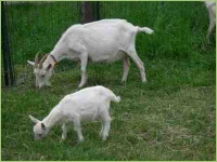 Ziegen auf der Wiese