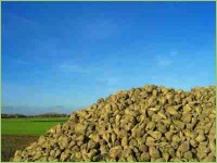 Zuckerrüben nach der Ernte