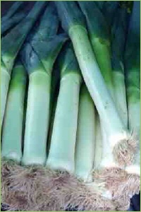 Poree aus dem Garten